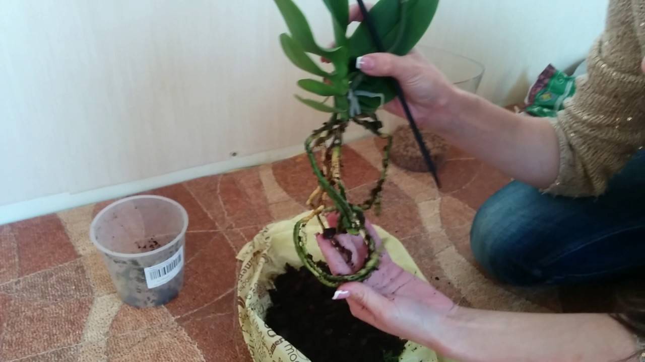 Пересадка орхидеи после покупки