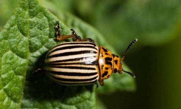 Горчица и уксус от колорадского жука: эффективность, отзывы