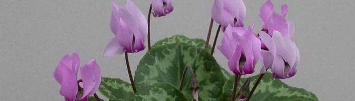 Цветок цикламен (дряква, альпийская фиалка) — cyclamen