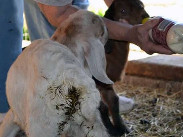 Если начался понос у козы, что делать? методы лечения и диагностики