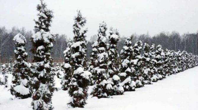 Февраль в саду — зимняя профилактическая обрезка плодовых деревьев, проверка черенков, видео