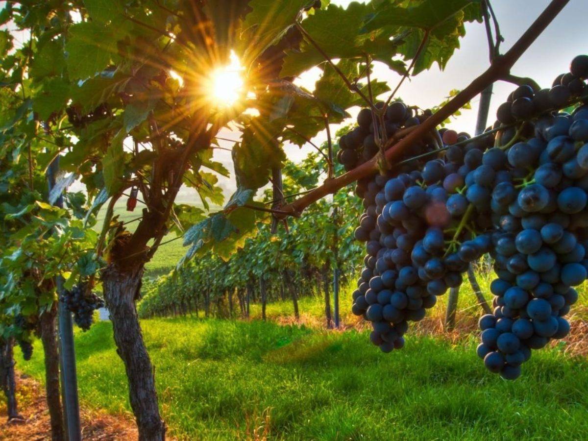 Правильная посадка саженца винограда осенью: когда и как лучше сажать