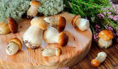 Как вырастить на даче любимые белые грибы?