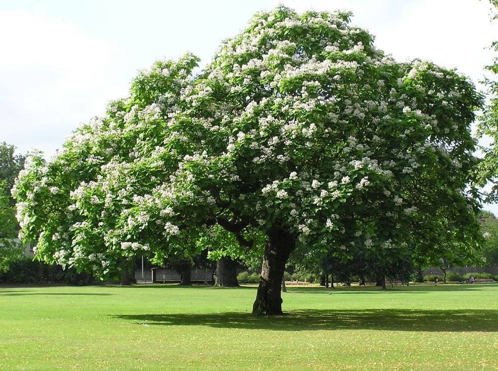 Катальпа: дерево счастья в саду