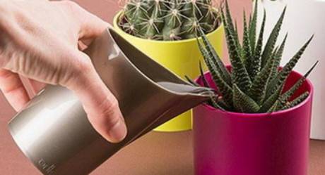 Как правильно ухаживать за кактусом в домашних условиях