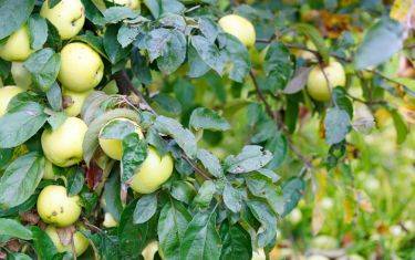 Моченые яблоки в банках — рецепты приготовления в домашних условиях
