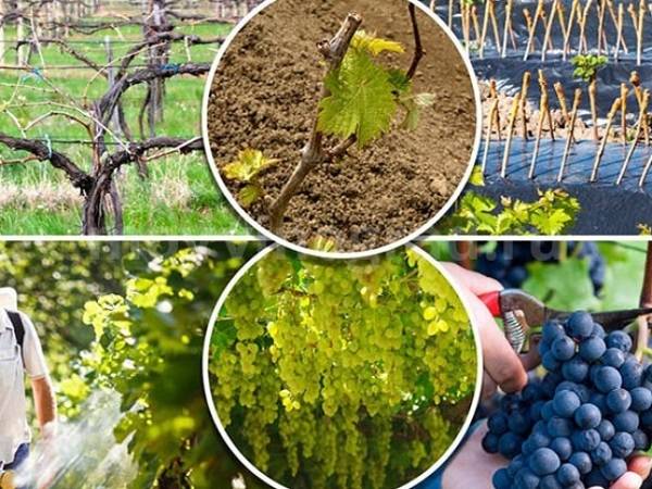 Как, когда и зачем опрыскивать виноград в весенний период?