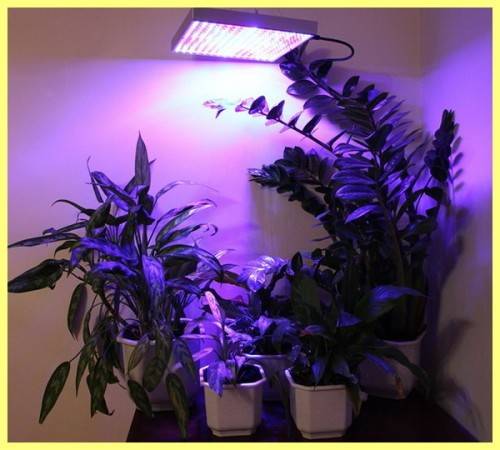 Подсветка для комнатных цветов: выбор, особенности и типы ламп