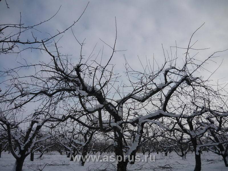 Февраль в саду — зимняя профилактическая обрезка плодовых деревьев, проверка черенков, видео