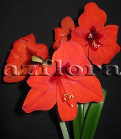 Прекрасный домашний цветок амариллис*