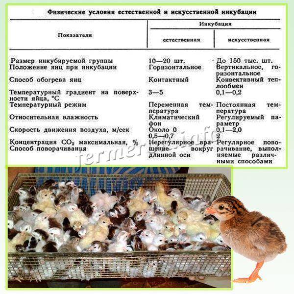 Правила и особенности инкубации фазаньих яиц