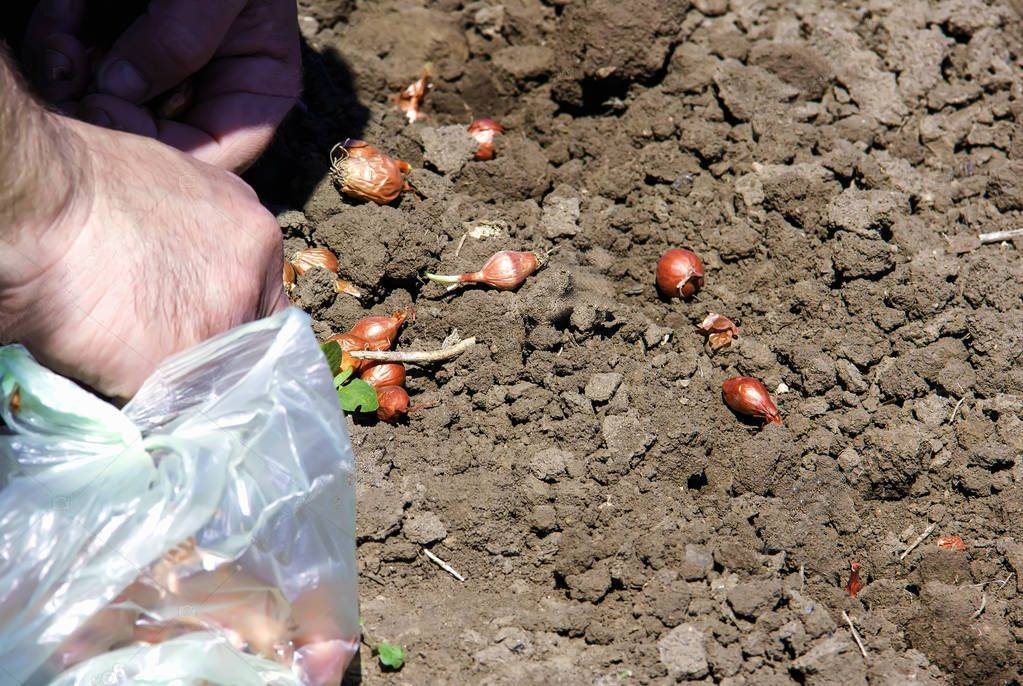 Как и когда сажать лук севок в открытый грунт весной в 2020 году