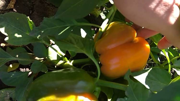 Малабарская ягода: как вырастить чёрный перец дома