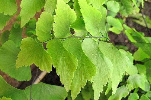 Почему сохнут и чернеют кончики листьев у спатифиллума?