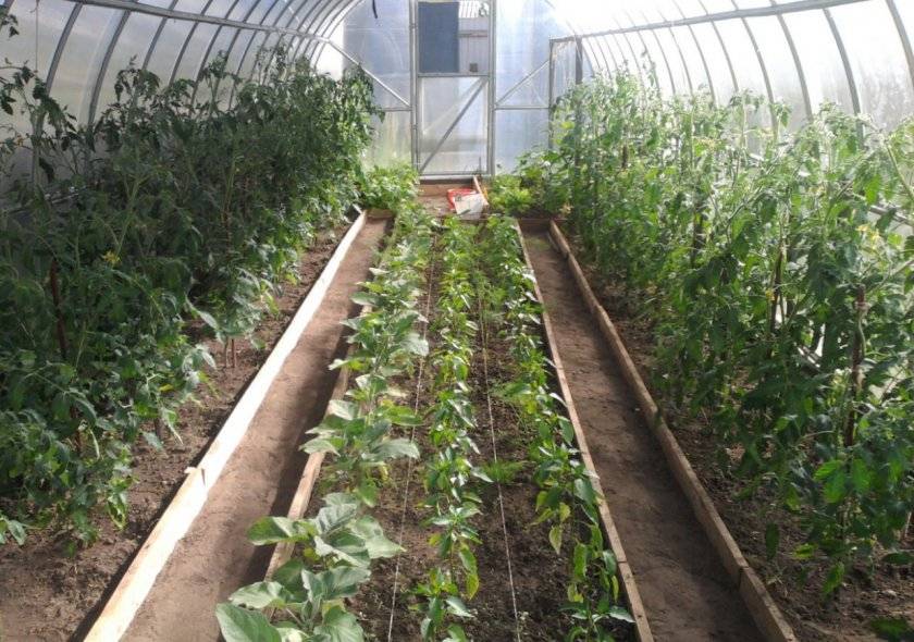 Изучаем особенности выращивания и ухода за шпинатом в открытом грунте