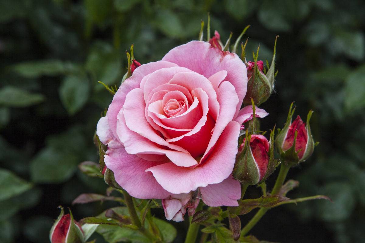 Как посадить розы правильно? посадка роз весной, летом, осенью