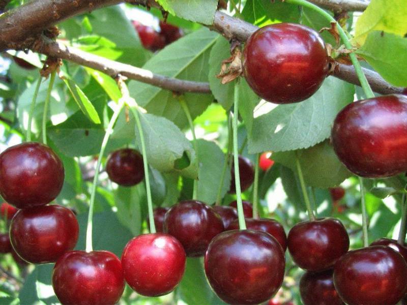 Описание сорта вишни харитоновская
