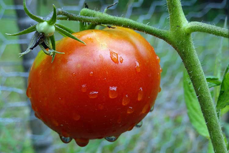 Фосфорные удобрения для томатов