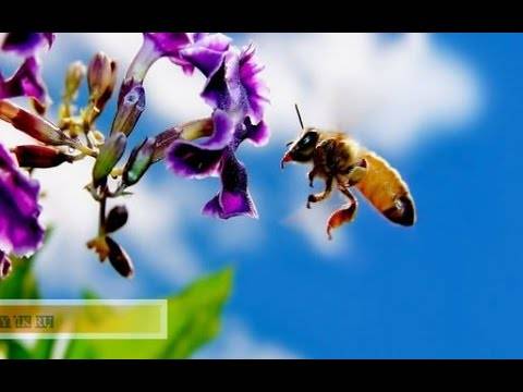 Как правильно сделать новичку отводок пчел, чтобы получить прибыль с пасеки