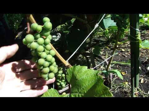 Особенности выбора сортов винограда для посадки на урале