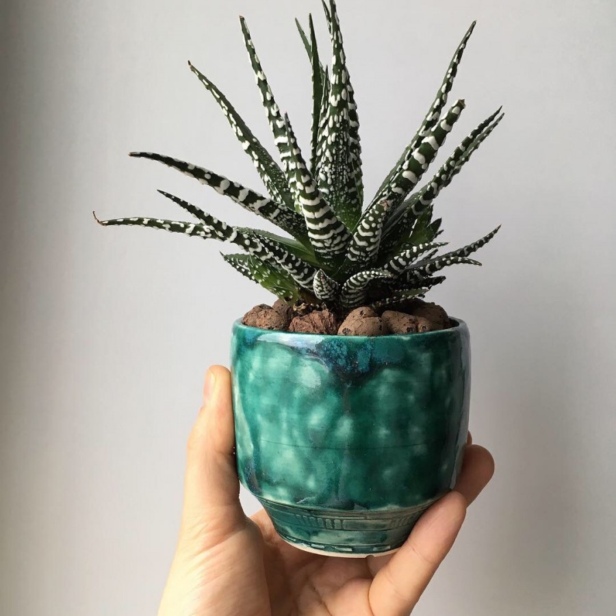 Хавортия — декоративное суккулентное растение
