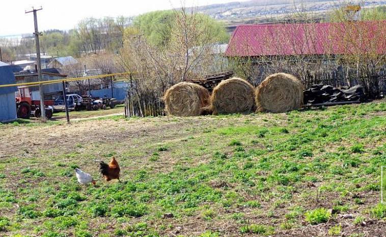 Личное подсобное хозяйство — животноводство для начинающих
