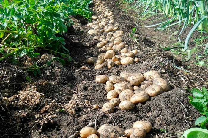 Особенности выращивания картофеля под мульчей: соломой, сеном, картоном