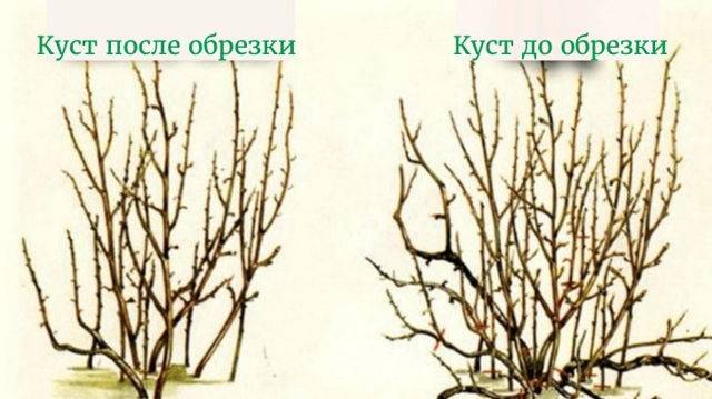 Выбор удобрения и правильная подкормка крыжовника осенью и весной