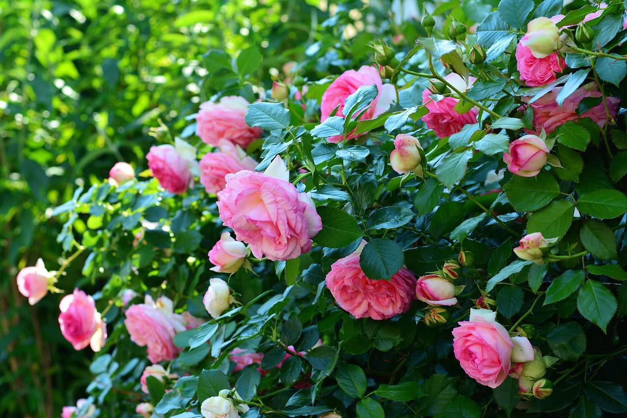 Розы спрей: особенности, сорта и правила ухода