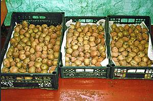 Причины почему картофель плохо растет на огороде: что делать, правильный уход после всходов