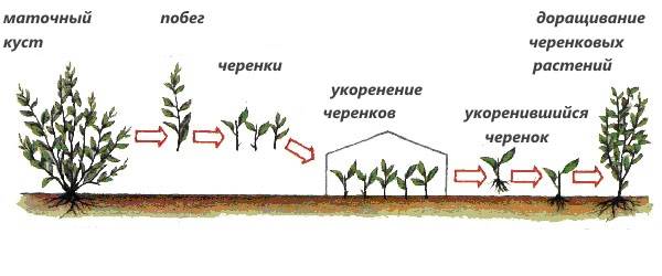 Кустарник кизил: посадка и уход в открытом грунте, фото, обрезка и размножение, свойства