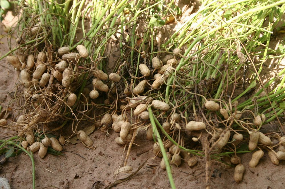 Где и как растет арахис