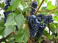 Сорт винограда “велес”
