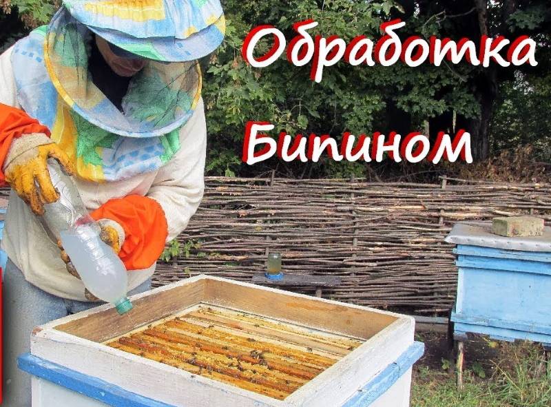 Обработка пчел Бипином осенью, дозировка, сроки, способы