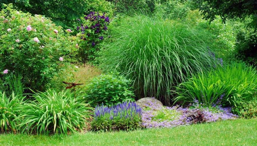 Декоративные травы и злаки для украшения сада и дачного участка: фото и названия самых популярных растений, рекомендации по посадке