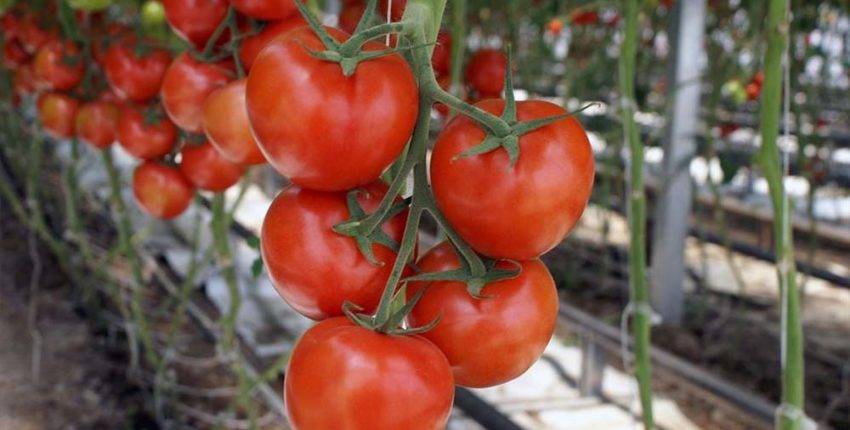 При какой температуре можно высаживать помидоры в теплицу