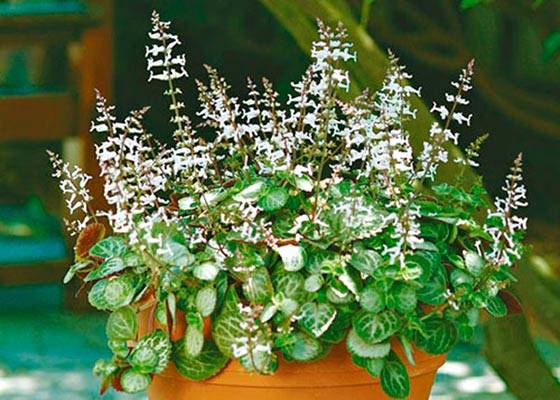 Комнатная мята или плектрантус: уход в домашних условиях, фото декоративного растения с эффектным видом и приятным ароматом
