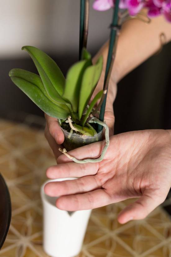 Пересадка орхидеи в домашних условиях – пошаговая инструкция с фото и правила пересадки старого растения или детки, общие советы по дальнейшему уходу