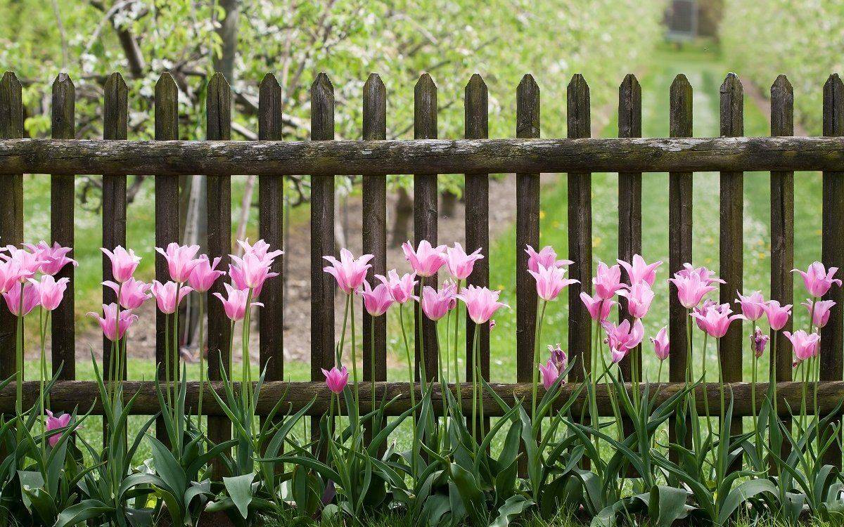 Чем подкормить тюльпаны весной и после цветения – дачные дела