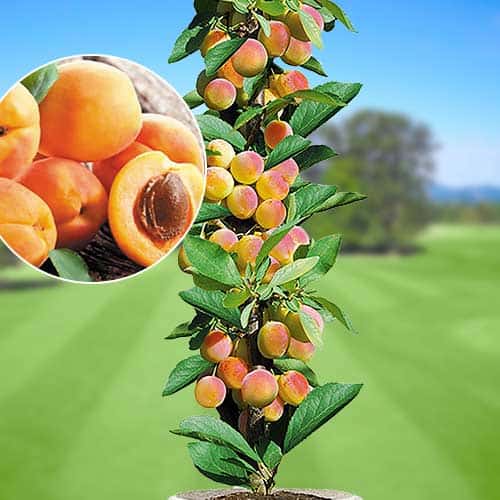 Лучшие сорта абрикоса колоновидного