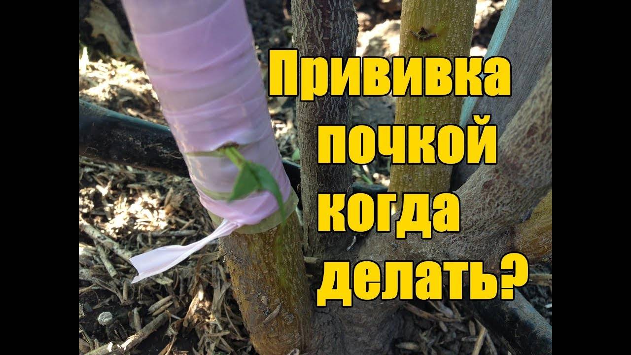 Популярные технологии прививки плодовых деревьев