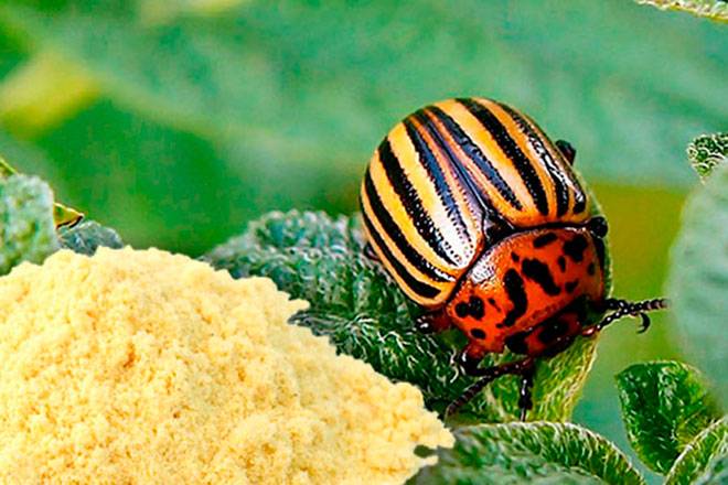 Горчица и уксус против колорадского жука: рецепты, способы применения