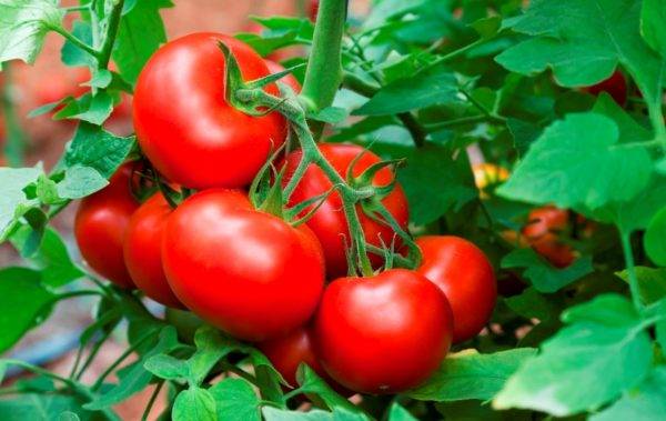 Марьина роща — описание сорта томатов, правила выращивания