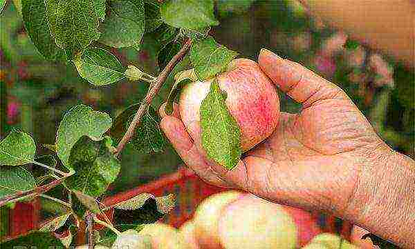 Выращивание корнесобственных саженцев яблони. корнесобственная яблоня какие яблони лучше корнесобственные или привитые