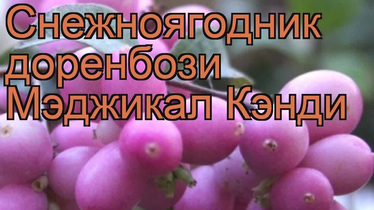 Пеларгонии appleblossom: описание разновидностей и выращивание
