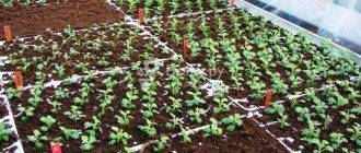 Выращивание хризантемы из семян: посев на рассаду, уход, пикировка