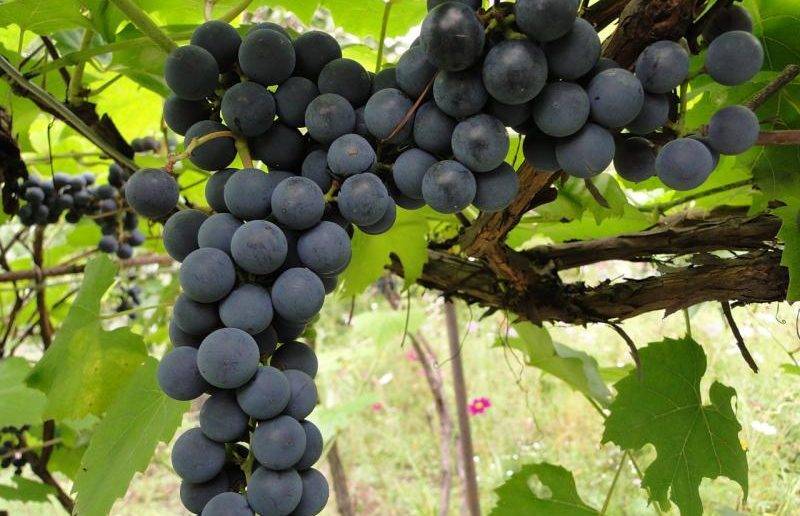 Уход за виноградом летом и особенности ухаживания в первый год