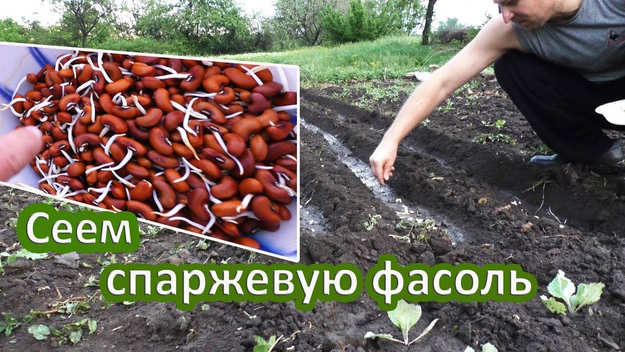 Как посадить стручковую (спаржевую) фасоль и выращивание в открытый грунт в огороде или на даче