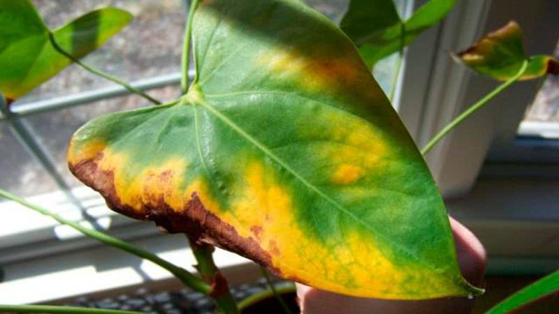 Почему у гортензии бледные листья — чем подкормить?