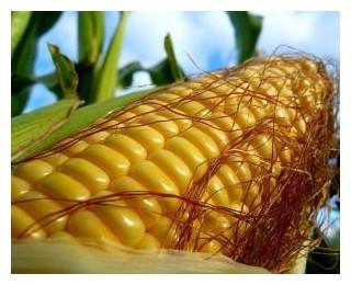 Как происходит выращивание и уборка кукурузы на силос: секреты агротехники от посева до хранения урожая